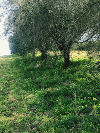 Plants growing on field