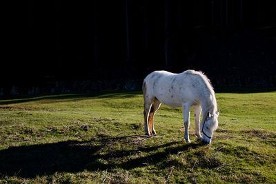 Horse standing in a field