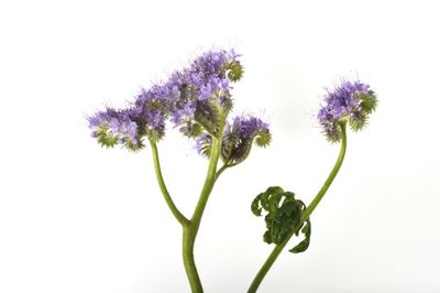 Close-up of purple flowering plant against white background