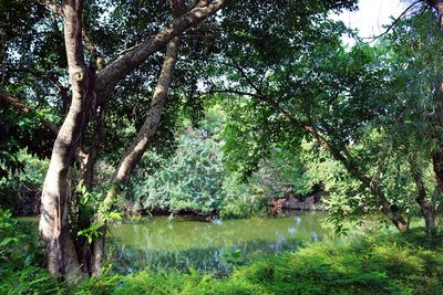 Scenic view of lake in forest