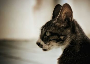 Close-up of cat looking away