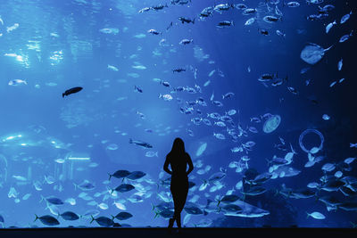 Back view of female silhouette looking at fishes through glass in modern oceanarium