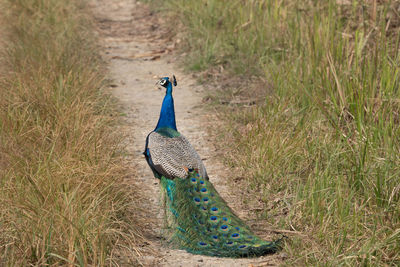 Close-up of peacock