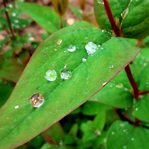 Close-up of green leaves