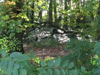 Trees and plants growing in forest