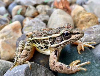 Close-up of lizard on rock