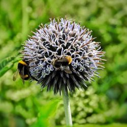 Close-up of bee on thistle