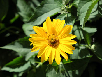 Close-up of yellow flower
