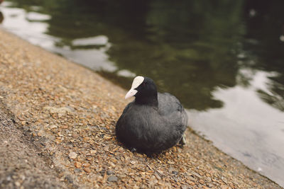 Close-up of coot relaxing at lakeshore
