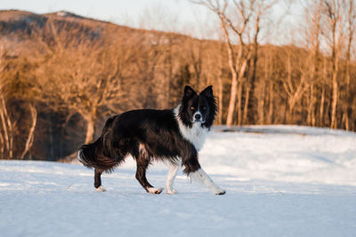 Dog standing on snow covered land