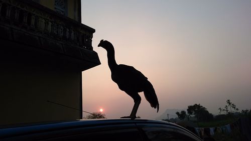 Silhouette chicken perching on car during sunset