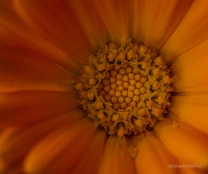 Full frame shot of yellow flower