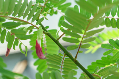 Close-up of green leaves on plant