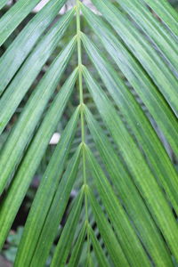 Full frame shot of green leaves