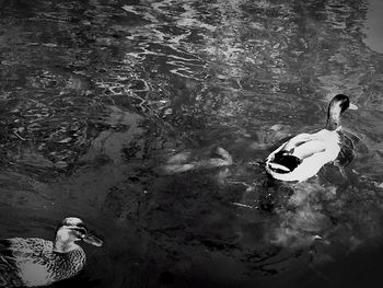 High angle view of duck swimming in water