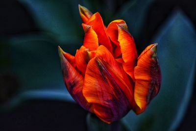 Close-up of red rose flower