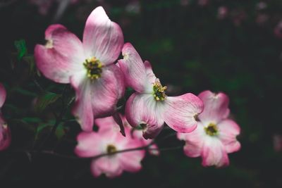 Close-up of pink cherry blossom