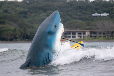 Person on shark shaped surfboard in sea