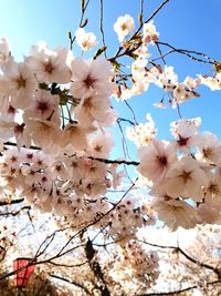 Low angle view of cherry blossoms in spring