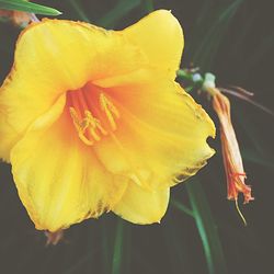 Close-up of yellow flower