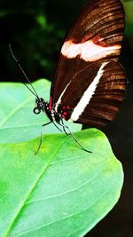 Close-up of butterfly on leaf