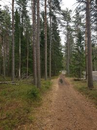 Footpath amidst trees in forest