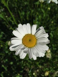 Close-up of white daisy flower