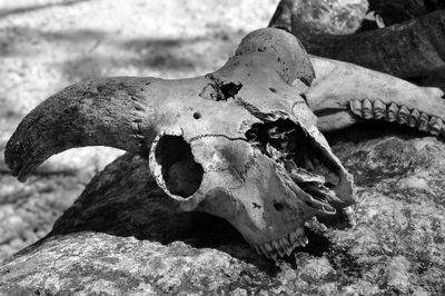 Close-up of animal skull on field