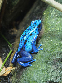 High angle view of blue crab on rock