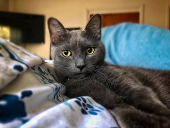 Close-up portrait of a cat