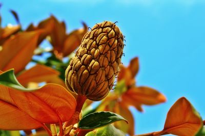 Close-up of plant pod against clear sky