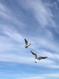 Low angle view of seagulls flying against sky