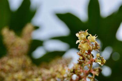 Close-up of flowering plant against blurred background