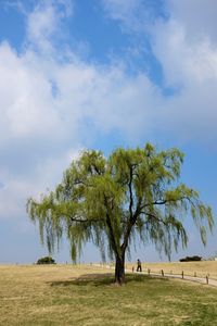 Tree on field against sky