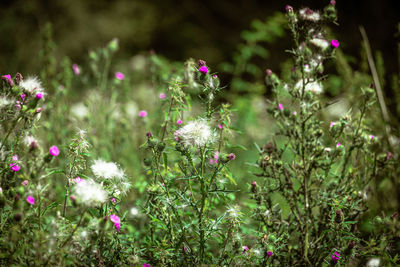 Close-up of flowering plants on land