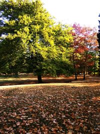 Trees in park during autumn