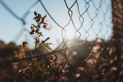 Close-up of cherry blossoms on chainlink fence
