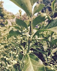 Close-up of plants