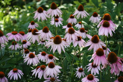 Close-up of pink flowers