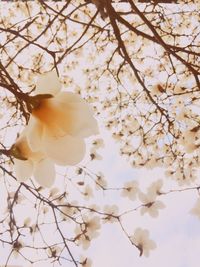 Low angle view of flowers on tree