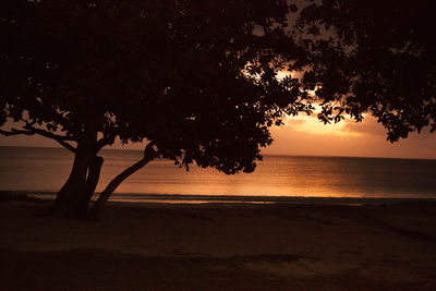 Trees at night