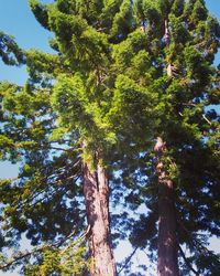 Low angle view of trees against sky