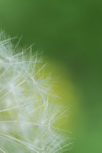 Close-up of dandelion seeds