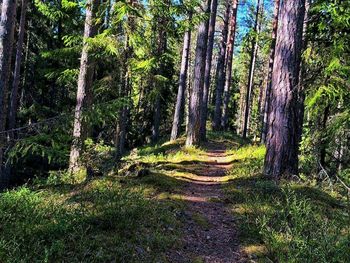 Trees in forest