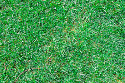 High angle view of grass on field