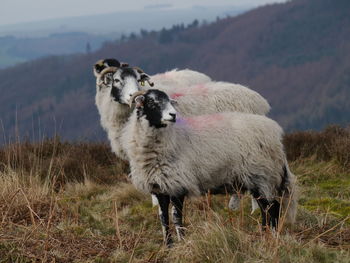 Sheep grazing on grassy field