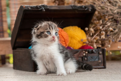 Portrait of cat sitting on table