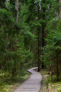 Ecological footpath in national park through old coniferous spruce forest, natural trail.