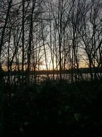 Bare trees in forest against sky during sunset