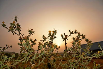 Close-up of flowering plants against sunset sky
